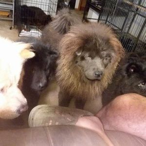 Meet your Posher, Zues